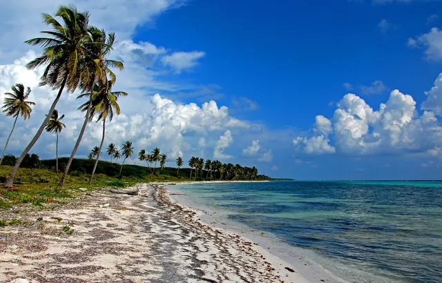 Beach and palm trees on Saona Island